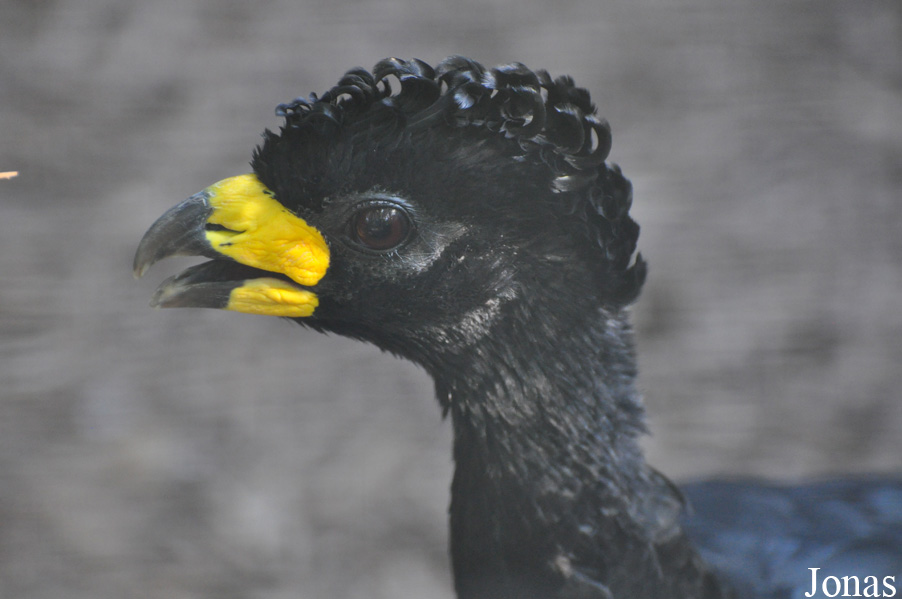 Cracid Breeding and Conservation Centre (CBCC)