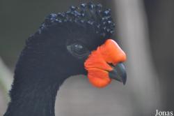 Crax globulosa