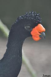 Cracid Breeding and Conservation Centre (CBCC)