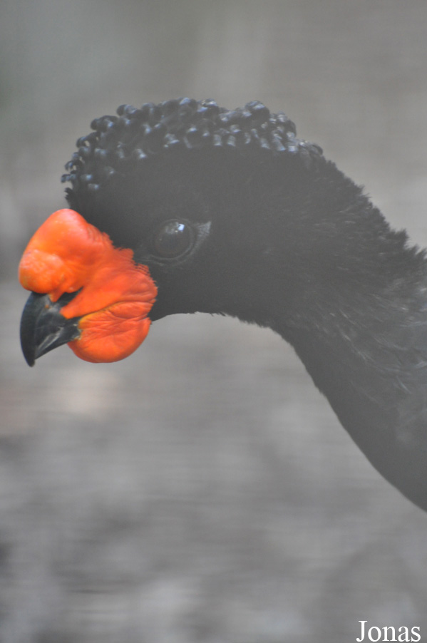 Cracid Breeding and Conservation Centre (CBCC)