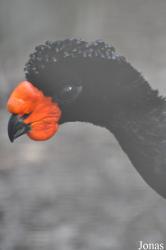 Cracid Breeding and Conservation Centre (CBCC)
