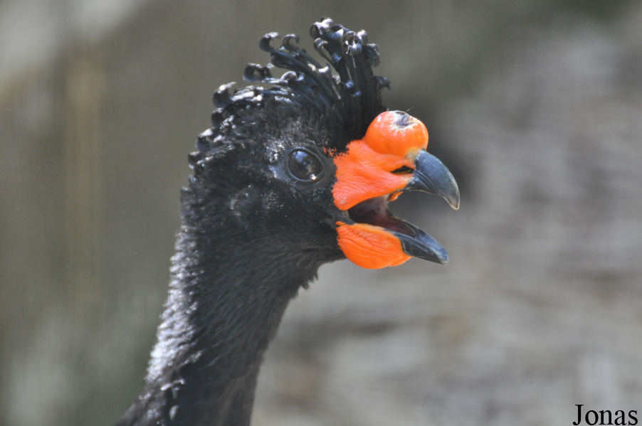 Cracid Breeding and Conservation Centre (CBCC)