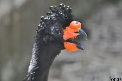 Cracid Breeding and Conservation Centre (CBCC)