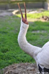 Cracid Breeding and Conservation Centre (CBCC)
