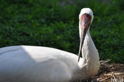 Cracid Breeding and Conservation Centre (CBCC)