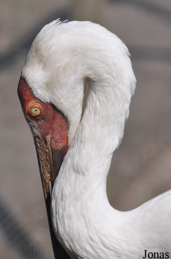 Cracid Breeding and Conservation Centre (CBCC)