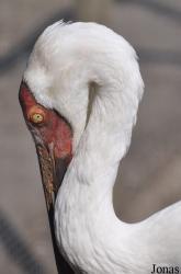 Cracid Breeding and Conservation Centre (CBCC)