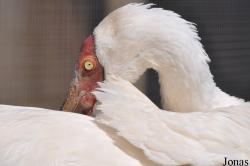 Cracid Breeding and Conservation Centre (CBCC)