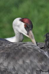 Cracid Breeding and Conservation Centre (CBCC)
