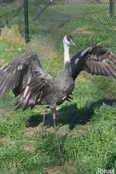 Cracid Breeding and Conservation Centre (CBCC)