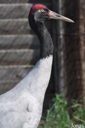 Cracid Breeding and Conservation Centre (CBCC)