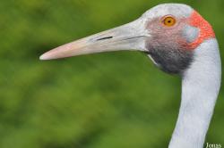Cracid Breeding and Conservation Centre (CBCC)