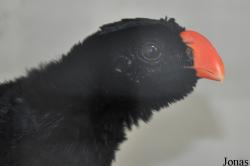 Cracid Breeding and Conservation Centre (CBCC)