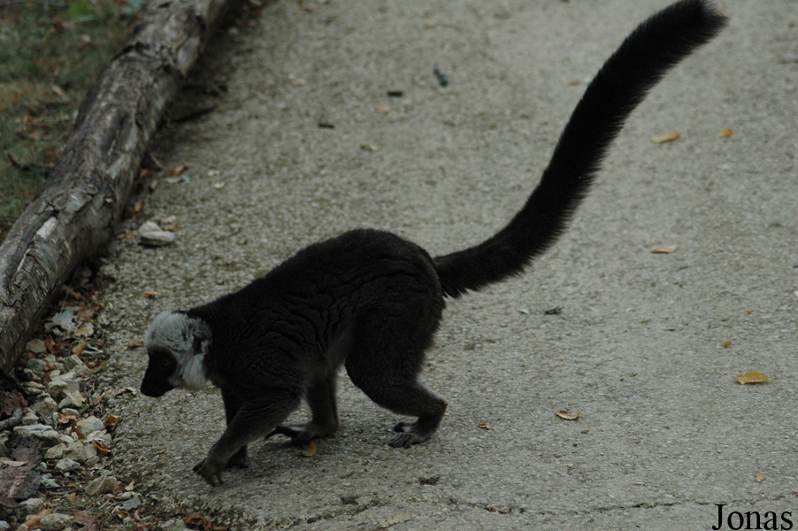 La Vallée des Singes