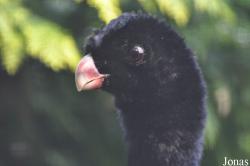 Cracid Breeding and Conservation Centre (CBCC)