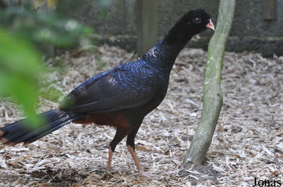 Cracid Breeding and Conservation Centre (CBCC)