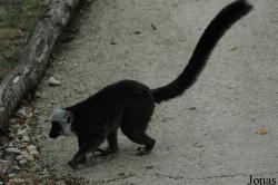 La Vallée des Singes