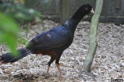 Cracid Breeding and Conservation Centre (CBCC)
