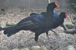 Cracid Breeding and Conservation Centre (CBCC)