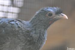 Cracid Breeding and Conservation Centre (CBCC)