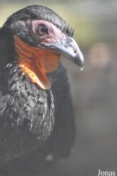 Cracid Breeding and Conservation Centre (CBCC)