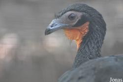 Penelope albipennis