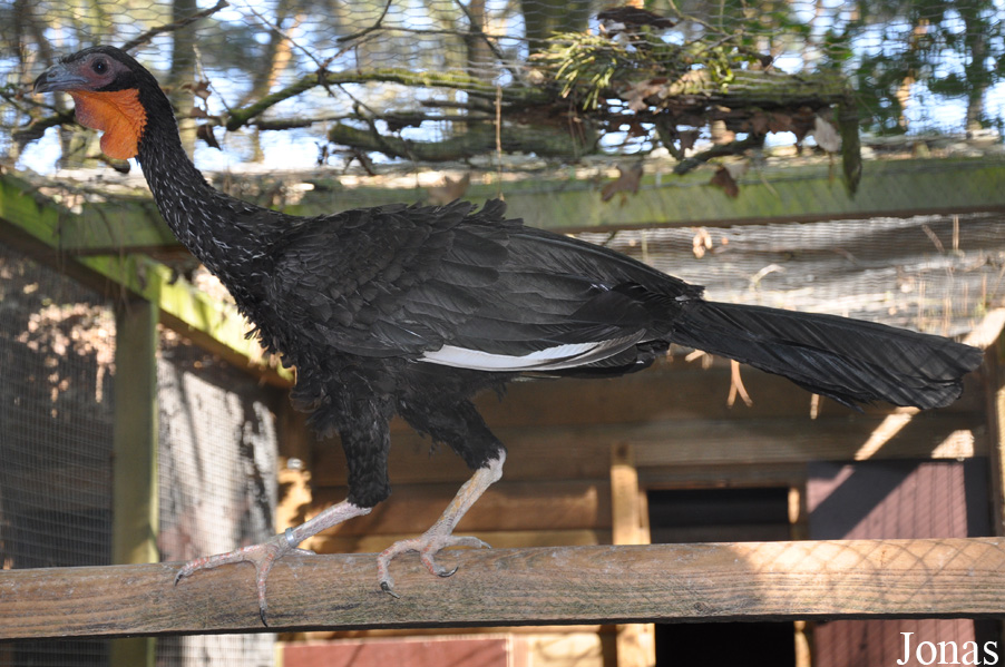 Cracid Breeding and Conservation Centre (CBCC)
