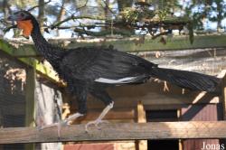 Cracid Breeding and Conservation Centre (CBCC)