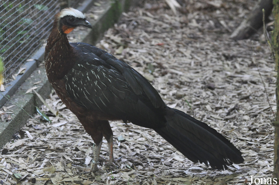 Cracid Breeding and Conservation Centre (CBCC)