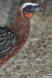 Cracid Breeding and Conservation Centre (CBCC)