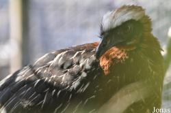 Cracid Breeding and Conservation Centre (CBCC)