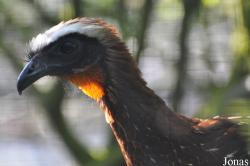 Cracid Breeding and Conservation Centre (CBCC)