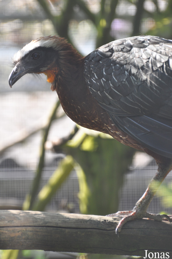 Cracid Breeding and Conservation Centre (CBCC)