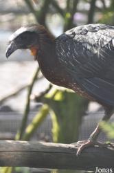 Cracid Breeding and Conservation Centre (CBCC)