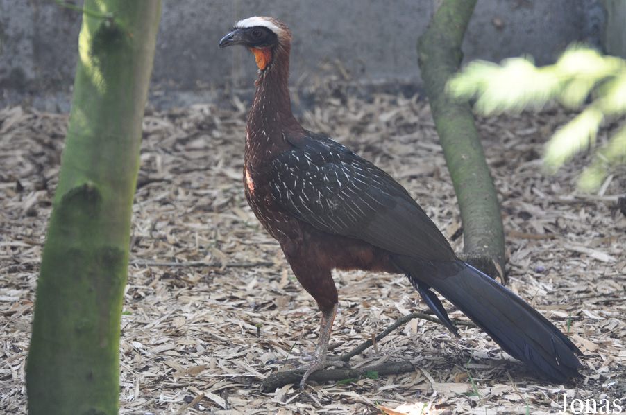 Cracid Breeding and Conservation Centre (CBCC)