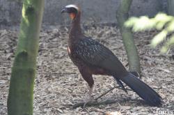 Cracid Breeding and Conservation Centre (CBCC)