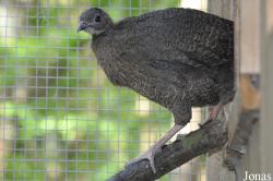 Cracid Breeding and Conservation Centre (CBCC)