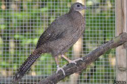 Penelopina nigra