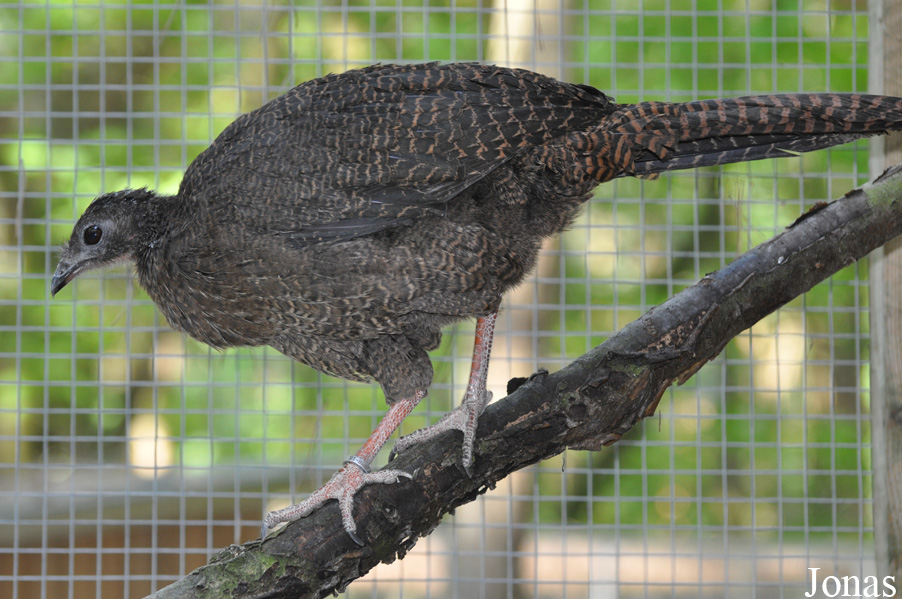 Cracid Breeding and Conservation Centre (CBCC)