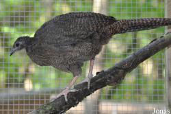 Cracid Breeding and Conservation Centre (CBCC)