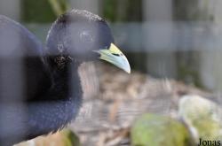 Cracid Breeding and Conservation Centre (CBCC)