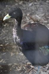 Cracid Breeding and Conservation Centre (CBCC)