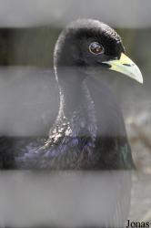 Cracid Breeding and Conservation Centre (CBCC)