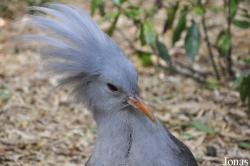 Rhynochetidae