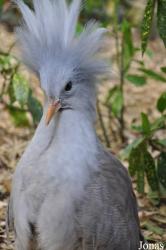 Cracid Breeding and Conservation Centre (CBCC)