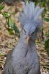 Cracid Breeding and Conservation Centre (CBCC)
