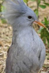 Cracid Breeding and Conservation Centre (CBCC)