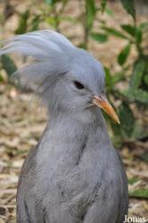 Cracid Breeding and Conservation Centre (CBCC)