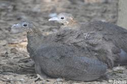 Cracid Breeding and Conservation Centre (CBCC)