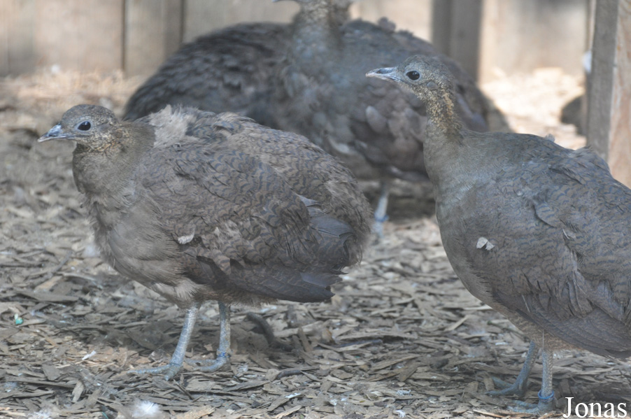 Cracid Breeding and Conservation Centre (CBCC)